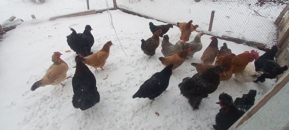 Тауыктар сатылады