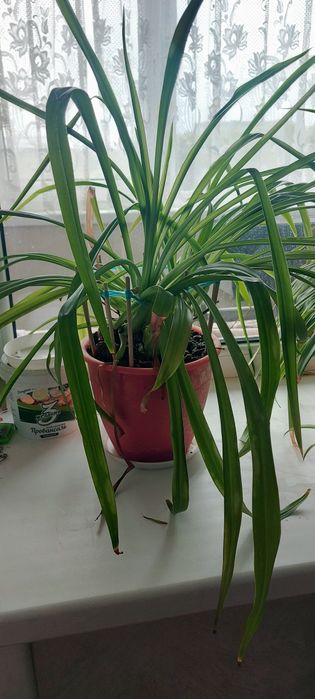 Хлорофитум, комнатные цветы