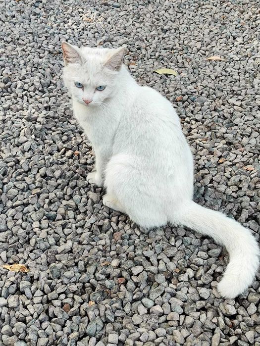 Белая кошка с голубыми глазами