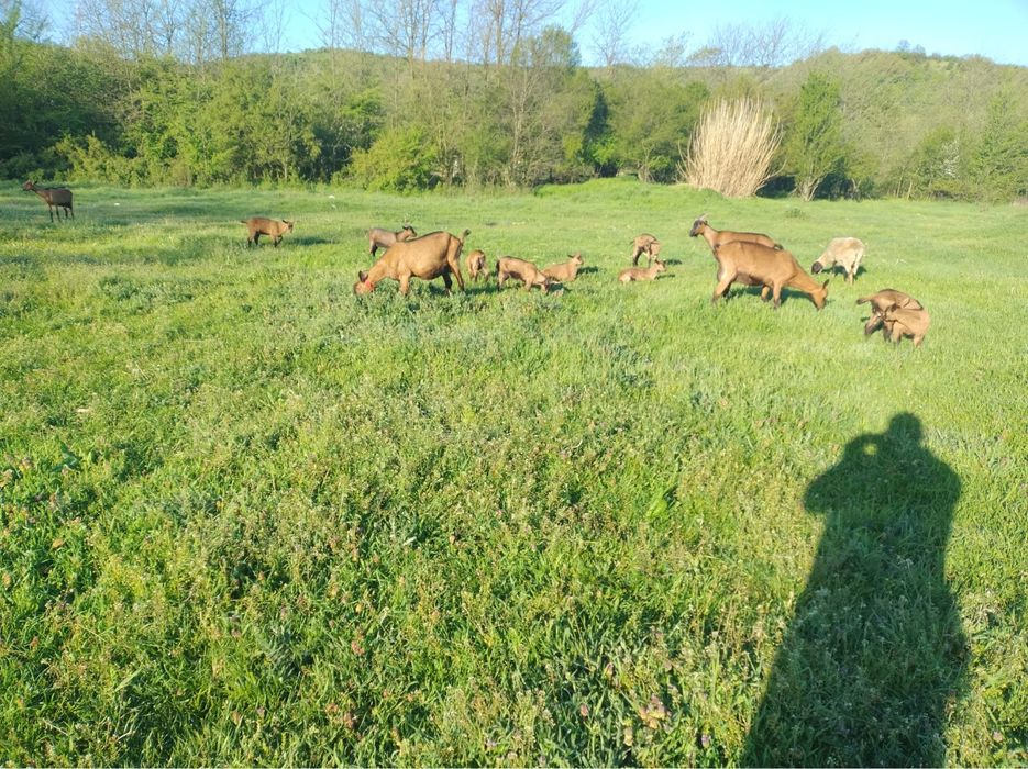 Vand capre alpine franceze