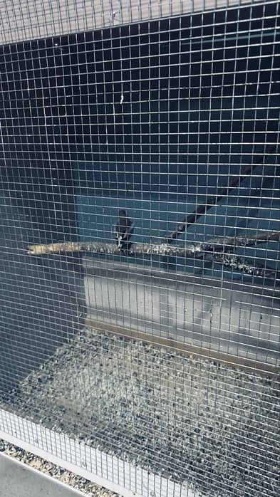 клетка для птиц из лмдф  Б/у