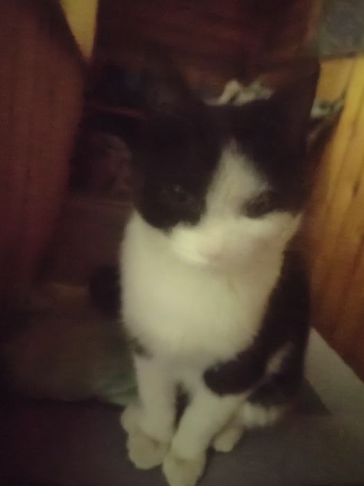 Кот ищет дом, ласковый, к лотку приучен