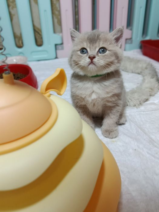 Britan galuboy shinshila