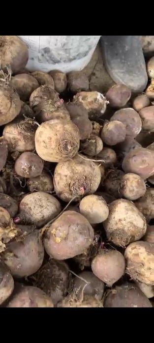 Картофель в Павлодаре