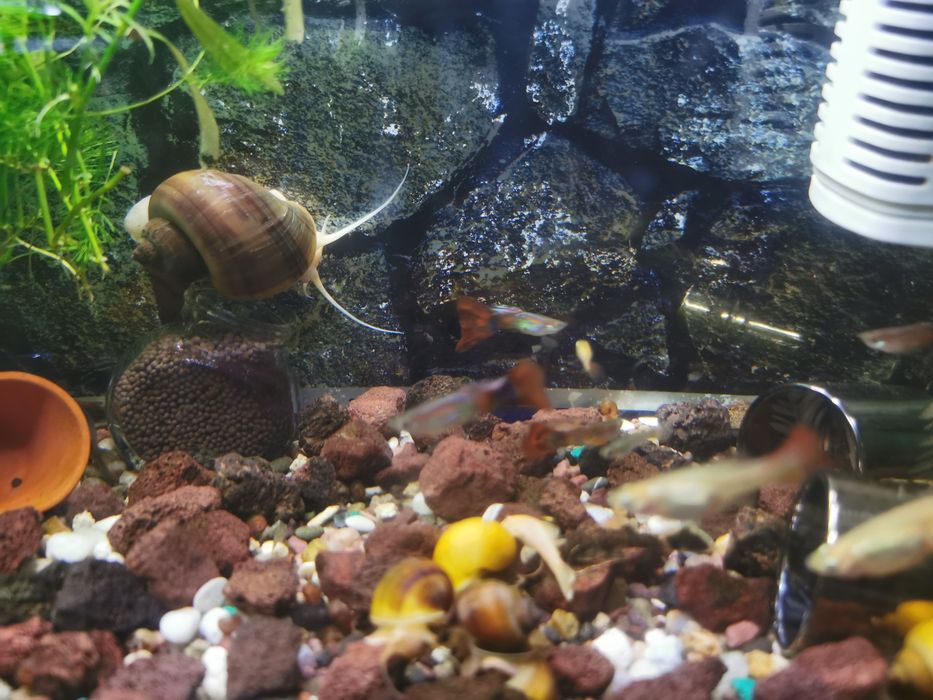 Улитки ампулярии