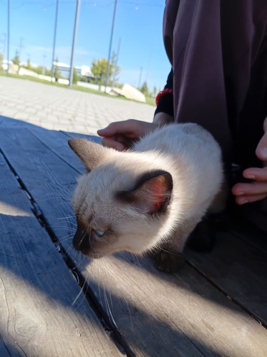 Котенок сиамский