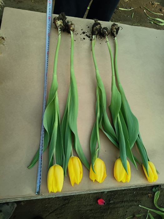 (Алматы) Тюльпаны оптом