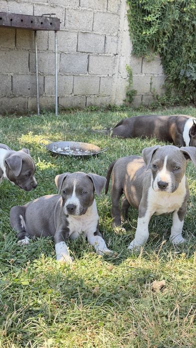 American bully xl