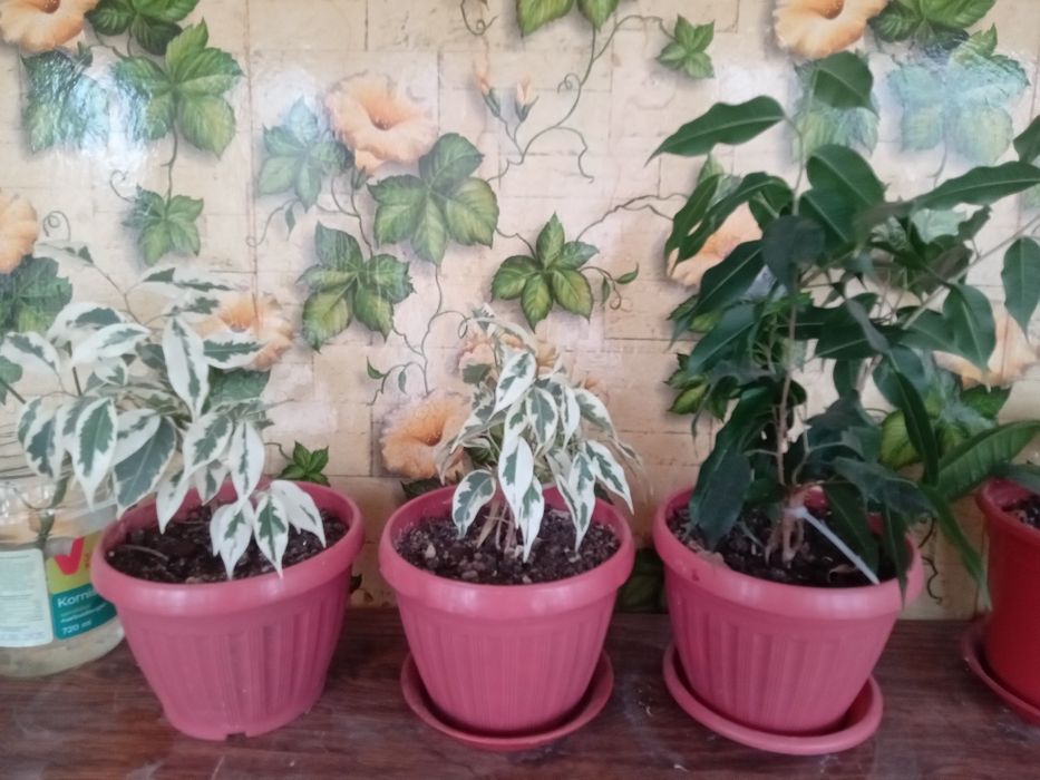 Фикус Бенджамина