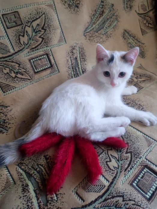 Котёнок девочка 4месяца