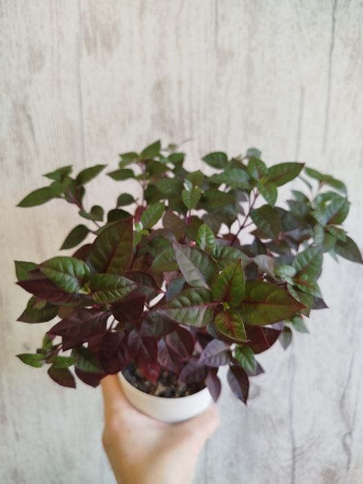 Комнатные растения