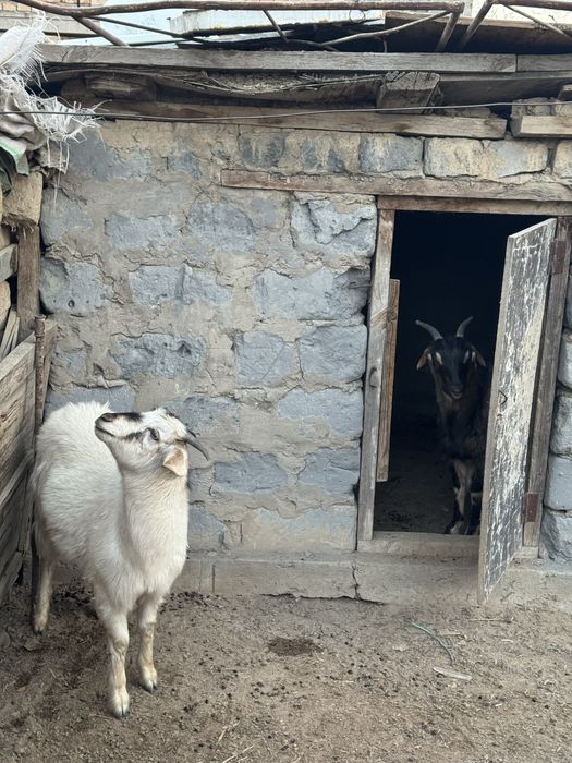 Продам торг есть