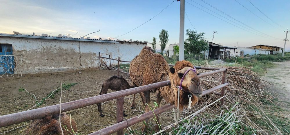 Ena bola tuya sotiladi holati zoʻr