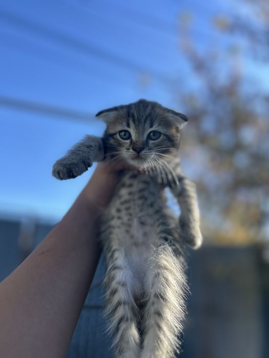 Отдам котят даром