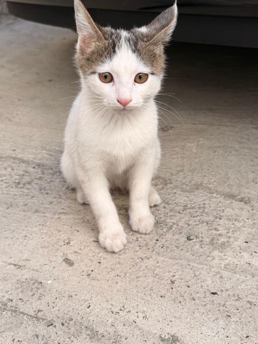 Пристраивается бесплатно котенок девочка.