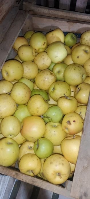 Яблоки американка