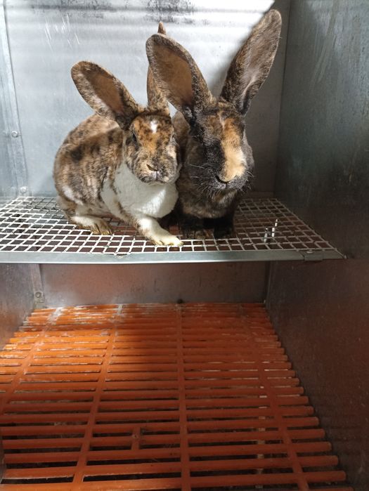 Рекс парода куëнлар сотилади