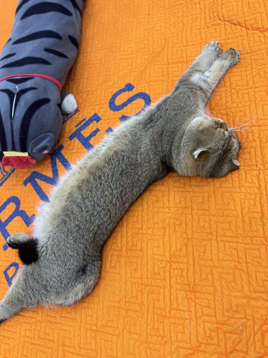 Вязка залатистый британский шиншилла