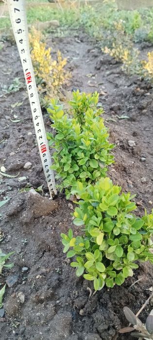 Продавам чемшир!