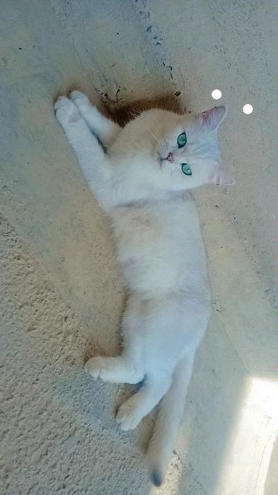 Britanya asl shinshillasi