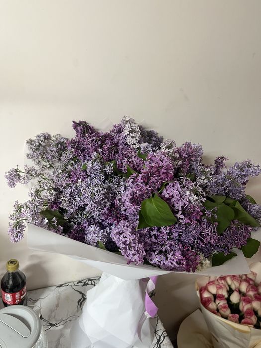 сирень   свежий