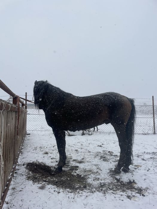 Айғыр сатылады 7 де