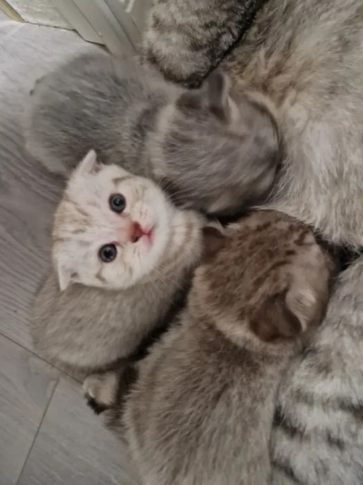 Шотландская вислоуха еркек мысық