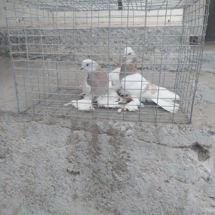 Сирени 2самец 1 самка лет с игрой сталбом