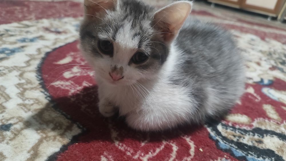 Отдам котят (мальчики)