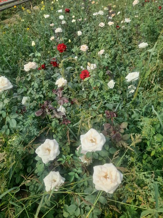 Вяз Карагаш Ёлки розы декортивные деревя