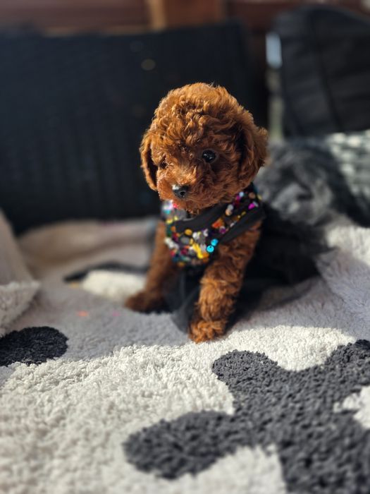 Запазени ! Пудел той момичета с документ за произход