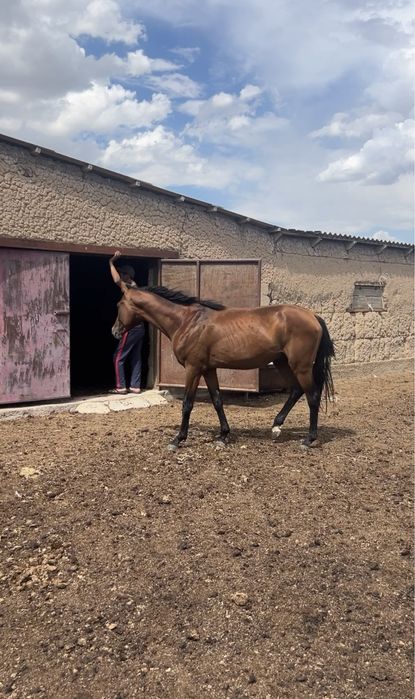 Тазағанды Бесті Айғыр Сатылады