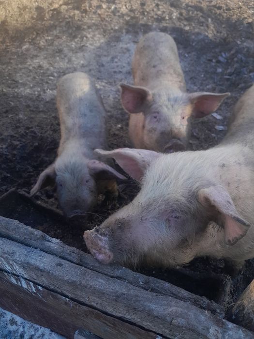 Продам свиней 6 мес