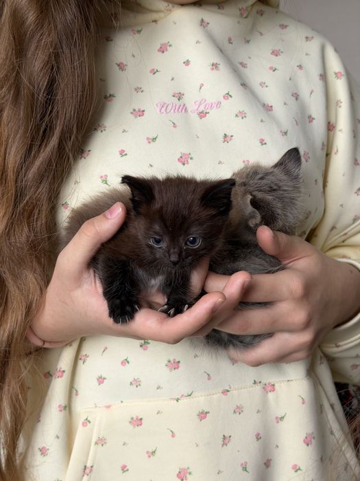 Отдам котят в добрые руки