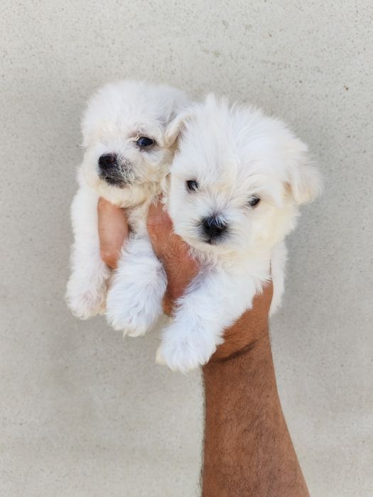 Fetița bichon mini toy