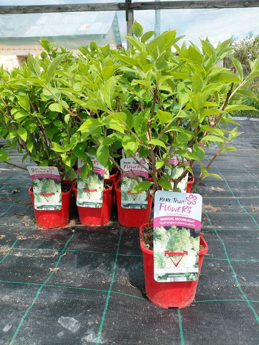 Hortensie Paniculata!