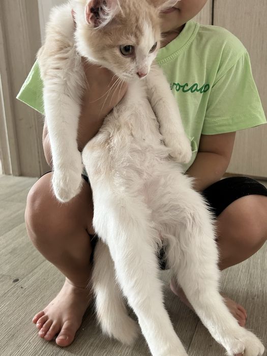 Отдаю котенка месцев 4-5