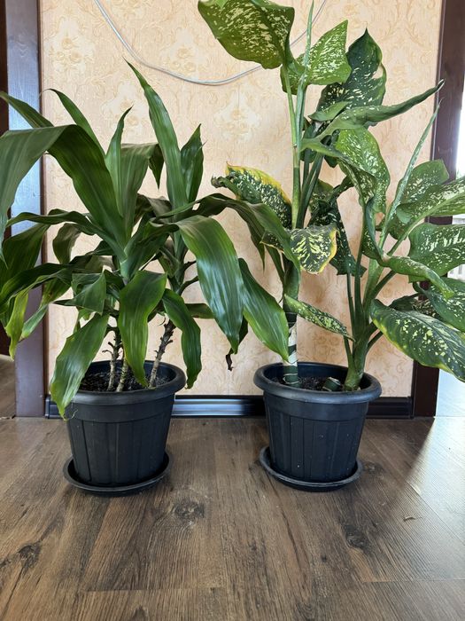 Цветы в офис, для дома