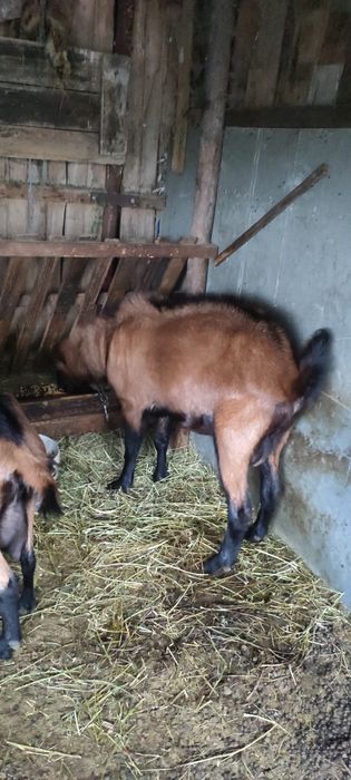 Vand sau schimb Țap alpin francez