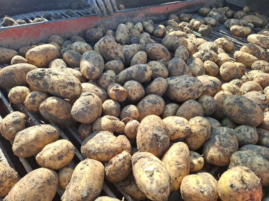 Cartofi consum, sămânța si pentru animale 2025