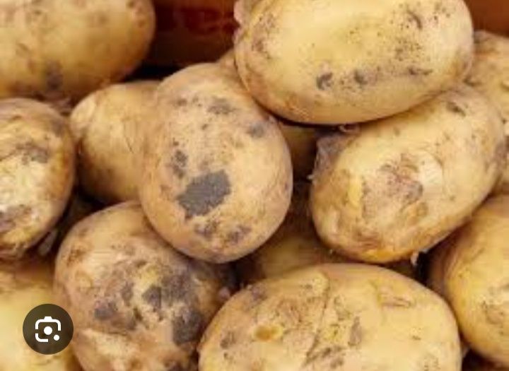 Продам картофель жёлтый рассыпчатый 1