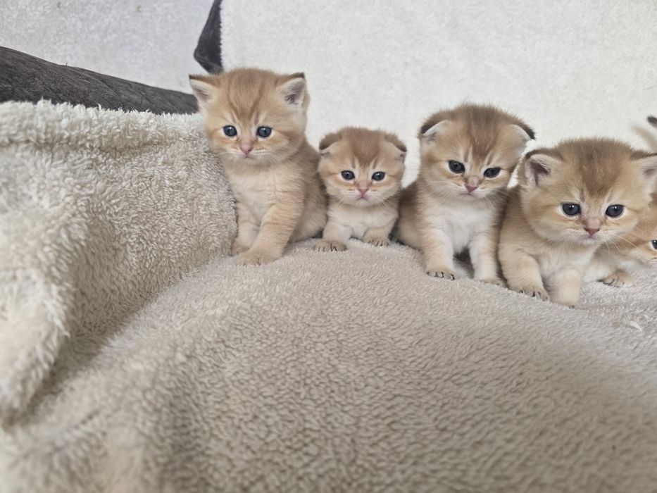 Продаётся котята фолды и страйты