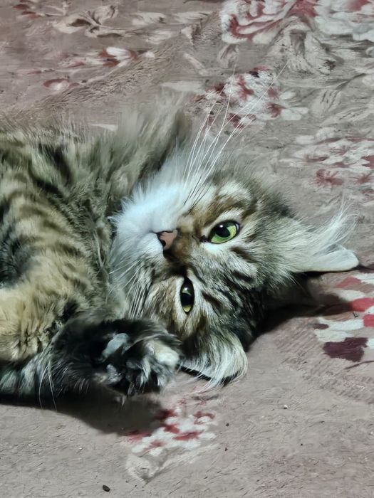 Отдам в хорошие руки