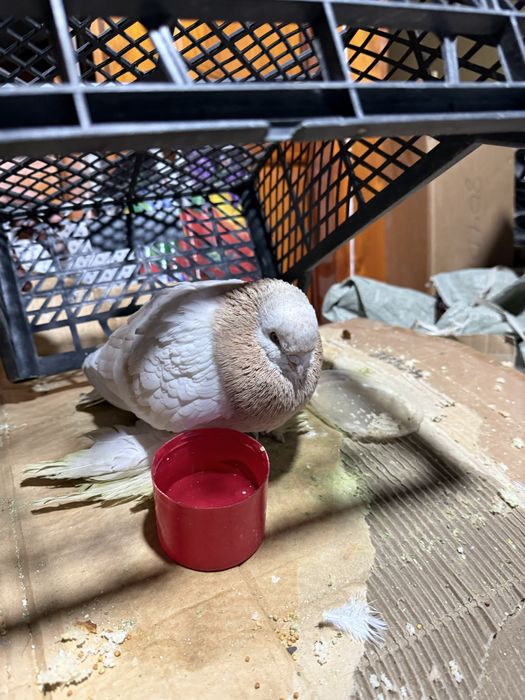 Кептер багасы 30 мын тенге