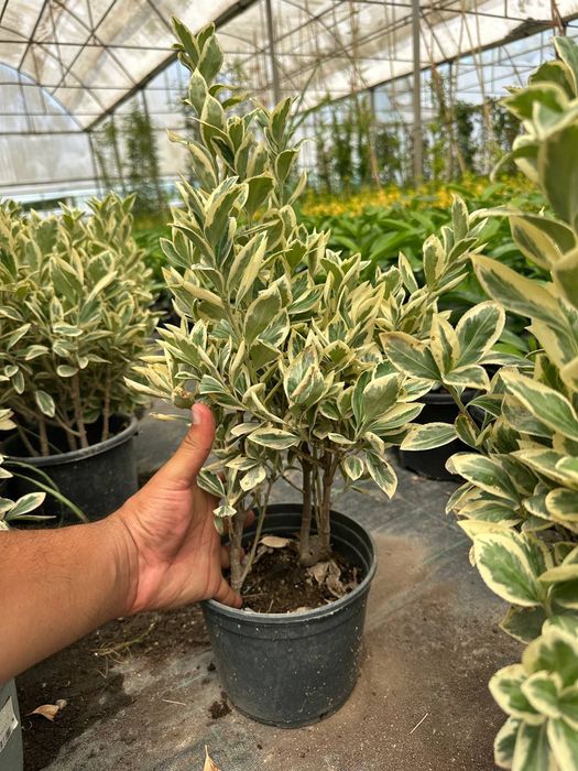 Kustarniklar sotiladi Eunomis Japonica Bravo, shamshod , magoniya