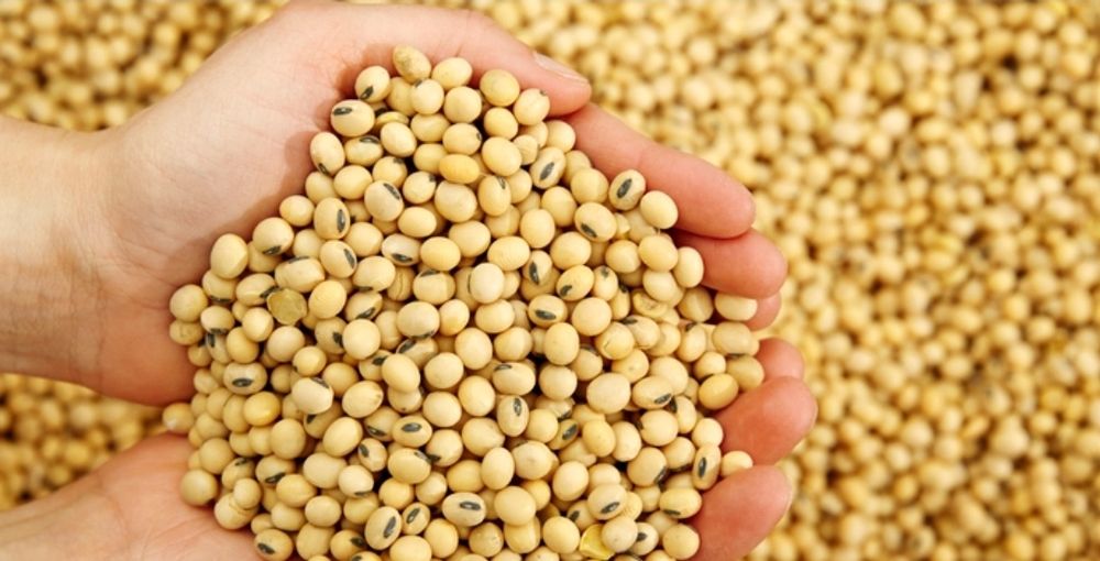 Soia de vânzare 2025