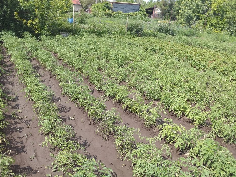 Продам дачный участок 6 соток