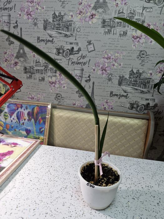 Продам женское счастье. Эухарис.