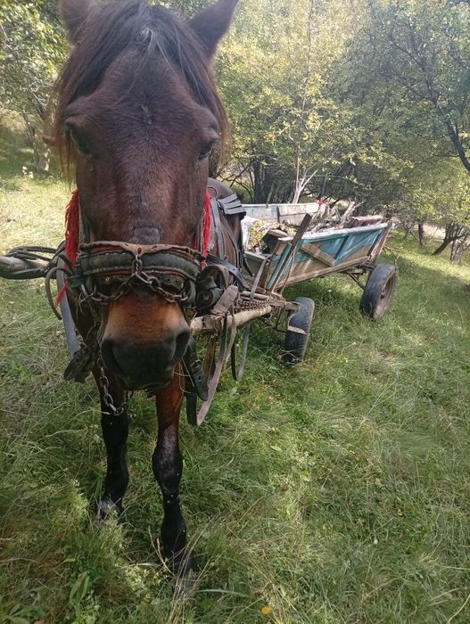 Vand un cal castrat foarte cuminte bun de  ham