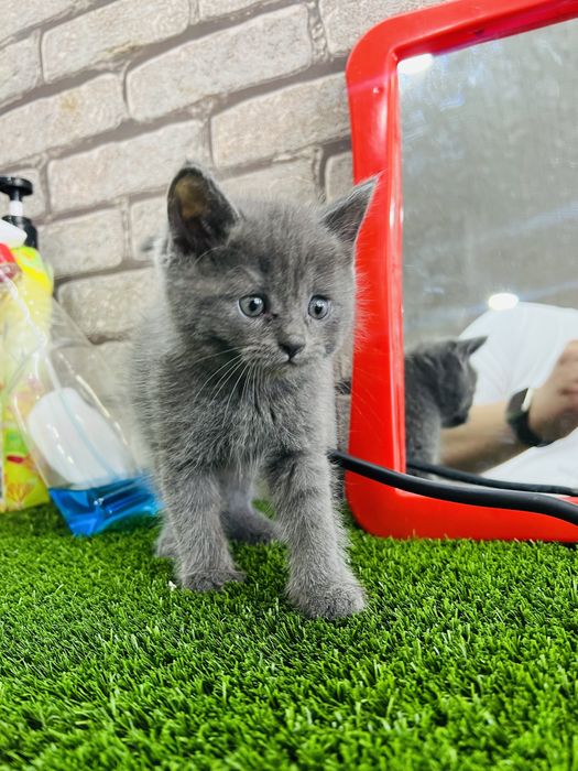 Skotish zotli judayam aqili mishukca